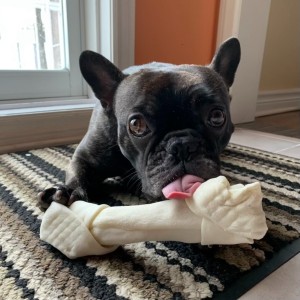 picture of dog Ralph